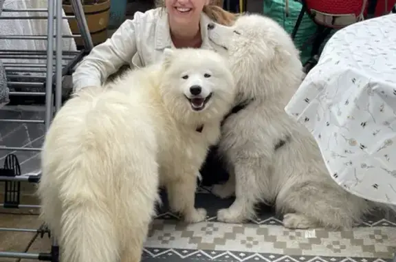 Lost Samoyed Dog: Elsa, White, Chipped - Help!