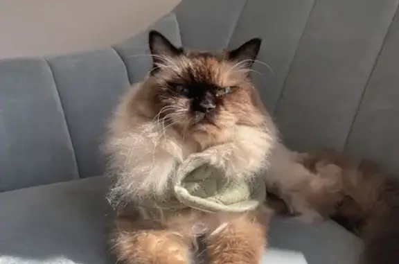 Lost Ragdoll Cat: Green Coat, Indoor, 13yrs - Gold Coast