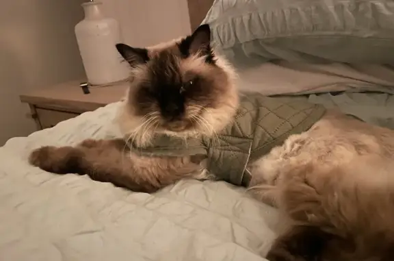 Lost Ragdoll Cat in Gold Coast