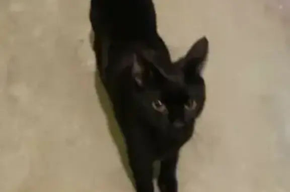 Lost: Musty the Black Cat - Help Find Her!