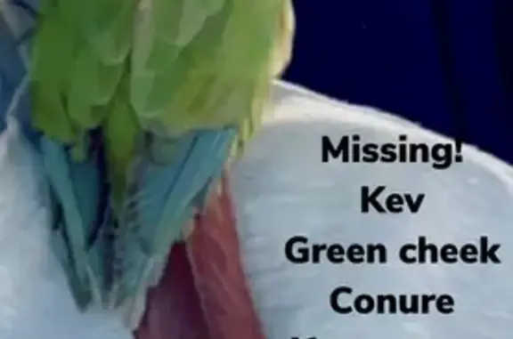 Cinnamon GCC Lost - Help Find Kevoo!