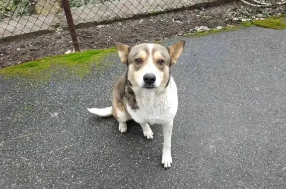 Пропава собака Джава в Київській області! Допоможіть знайти 🐶