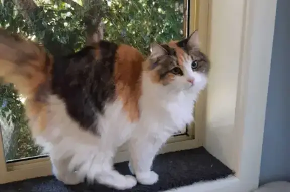 Lost Female Calico Cat - Taylor St. Canterbury-Bankstown