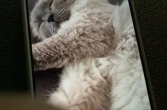 Lost Ragdoll Cat in Merri-bek Area