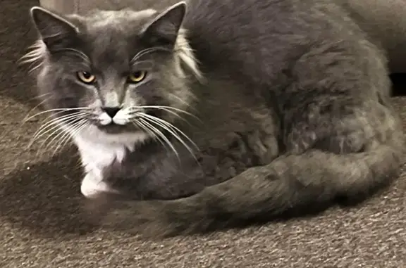 Lost Grey Male Cat Bubba - Help Find Him!