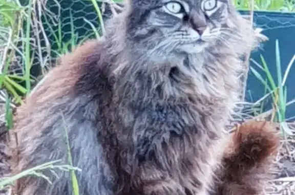 Lost: Long-haired Tabby Cat in Mount Druitt