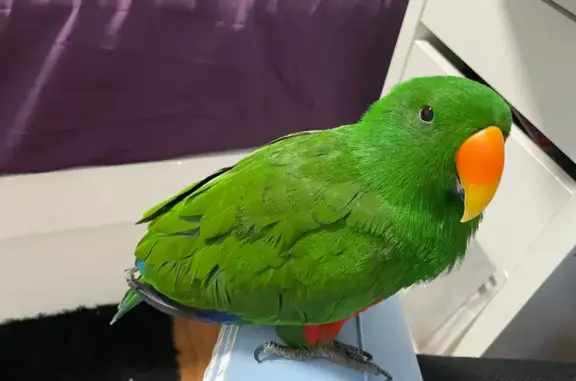 Help Find Charlie: Lost Bird in Picnic Point