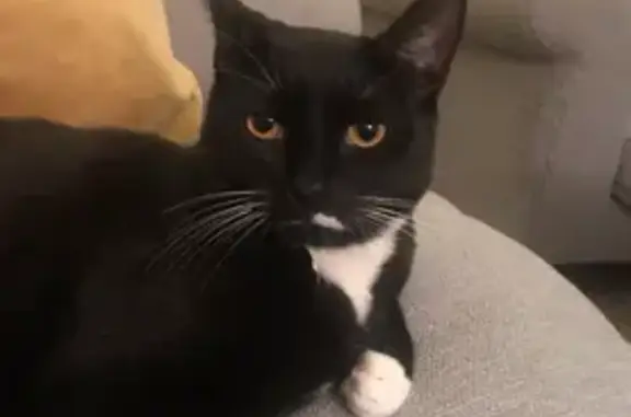 Lost Cat: Black & White Male, Microchipped