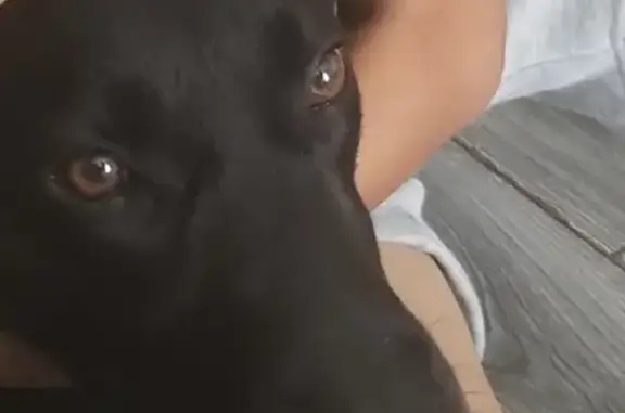 Help Find Black Dog: Lost on Pitsmoor Road