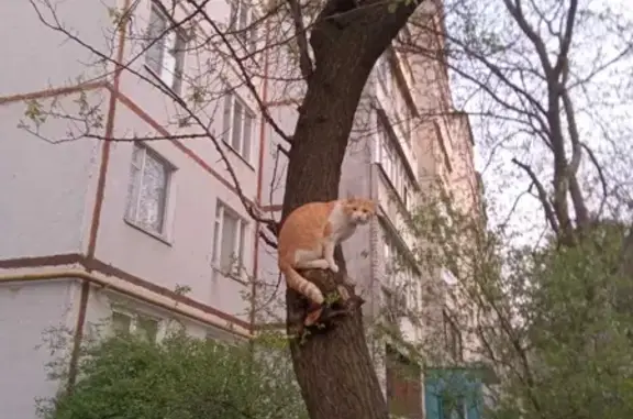 Допоможіть знайти кота Пирожка! Зникла кішка, рижого кольору, зелений ошейник. Культури вулиця, 70/1, Рогань