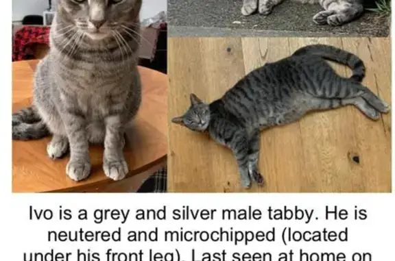 Lost Silver Tabby: Microchipped & Neutered - Beatrice Rd, 24