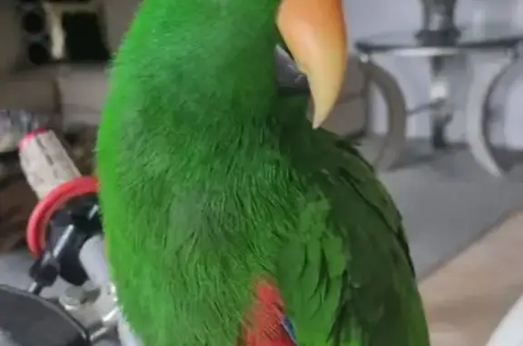 Lost Eclectus Parrot: Help Find Kermit!