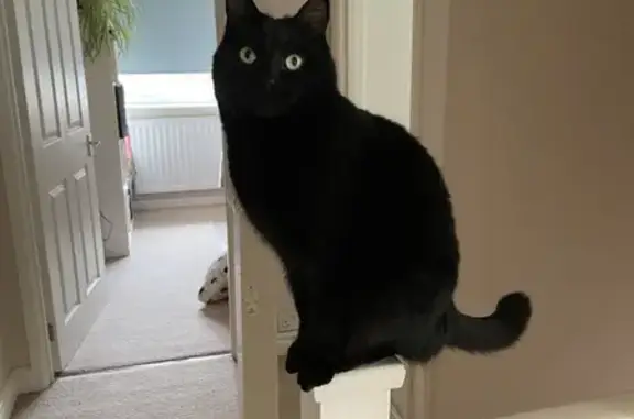 Lost: Black Neutered Male Cat, Green Eyes | Patricia Close, West End