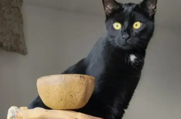 Lost: Small Black Cat w/White Spot | Newport Road, 715