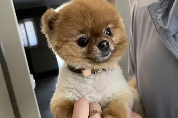 Gigi: Stolen Microchipped Pomeranian in Willaston