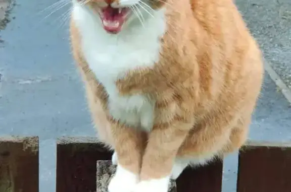 Lost: Ginger & White Male Cat | 15 Yrs Old | Ladyhill Wynd