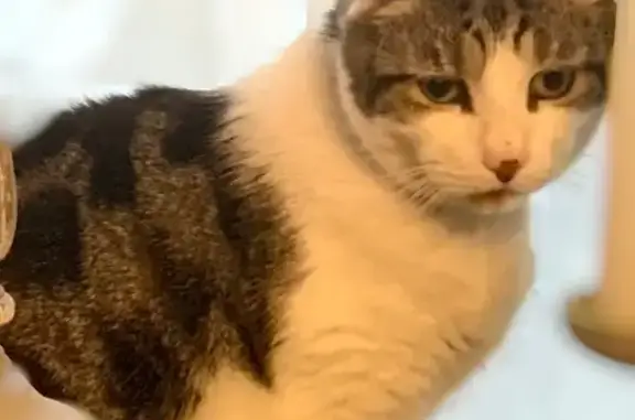 Lost: Friendly Male Cat, 12yrs, Chipped - Laycock Ave