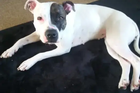 Lost Female Staffy: White with Brown Patch, DN37 9AA