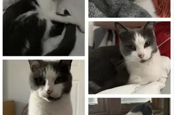 Help Find Sonic: Missing Grey & White Cat