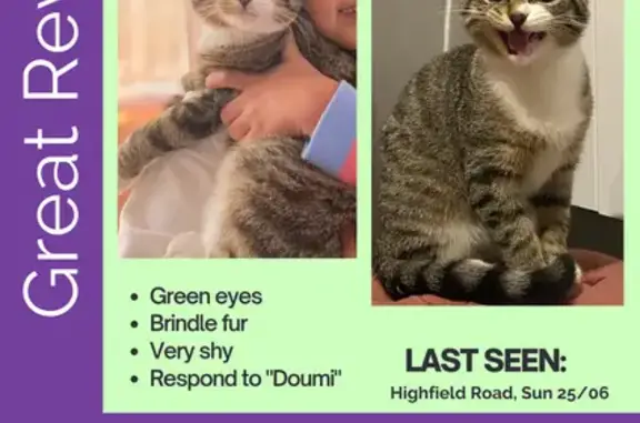 Lost Cat: Highfield Road, 174, Boroondara