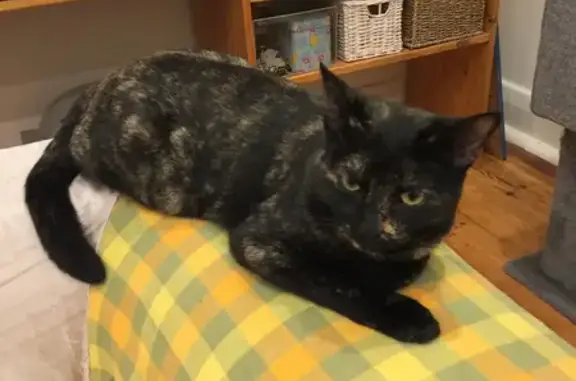 Help Find Timid Female Cat Cleo - $150 Reward