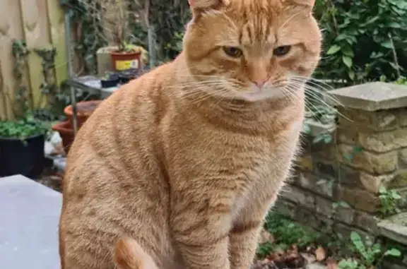 Lost Ginger Male Cat - Myles, Tottenham Lane, N8