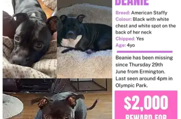Lost black dog with white chest, last seen at Olympic Park