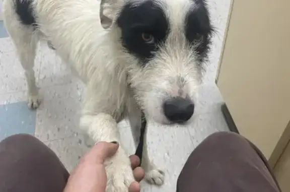 Lost Desexed Male Border Collie x Wolfhound: White with Black Spots