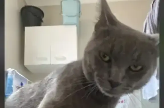 Lost Blue Russian Cat: Grey Stripes, Green Eyes