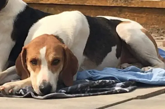 Lost Trail Hound: Tri-Colour Female, Keswick UK