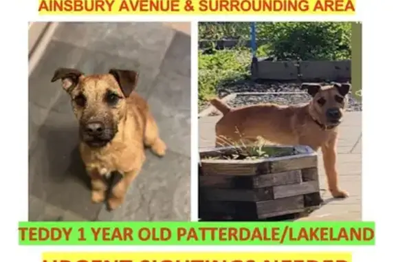 Lost Ginger Terrier in Bradford, UK: Help Find!