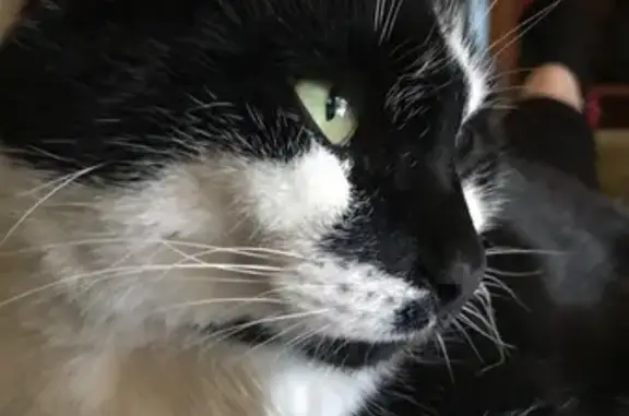 Lost Friendly Cat: Black & White Male, Green Eyes
