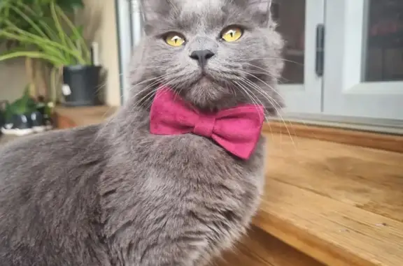 Lost Male Cat: Grey Fluffy, Timid - Robert Ave, Port Adelaide