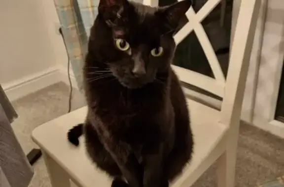 Lost Black Cat Dusty - Missing in Birchwood