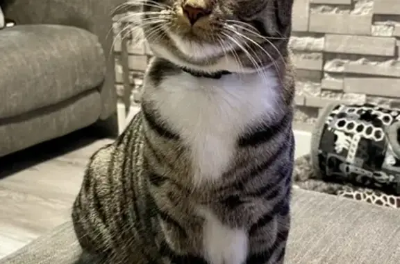 Lost Neutered Mackerel Tabby Cat | Makendon St.
