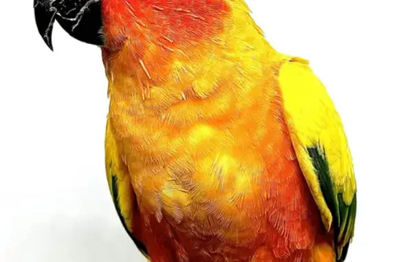 Vibrant Sun Conure Lost: Orange & Yellow | Tangerine Row, Gold Coast