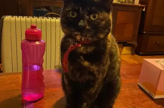 Lost Tortoiseshell Cat | Illawarra Rd, Inner West | Red Collar & Name Tag