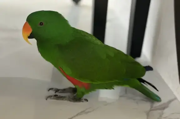 Lost Green Acluctus Bird in Monkton Ave, Sydney