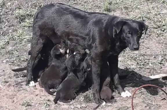 15 цуценят у небезпеці! Допоможіть їм знайти дім 🐶🏠