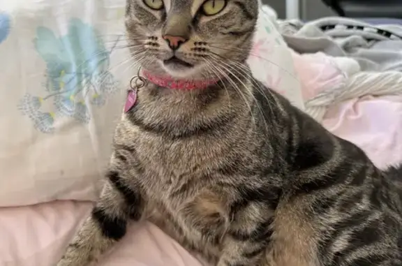 Lost Tabby Girl: Help Find Missing Cat!