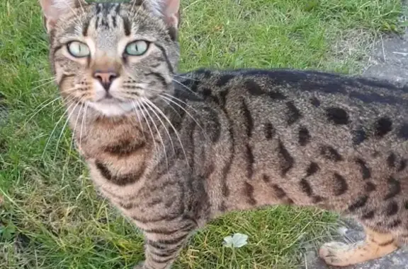 Desperate Search: Missing Cat Leo, Reward Offered