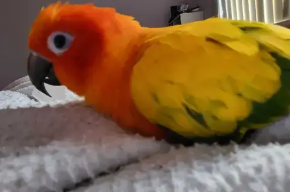 Lost Sun Conure Zuko, Reward Offered