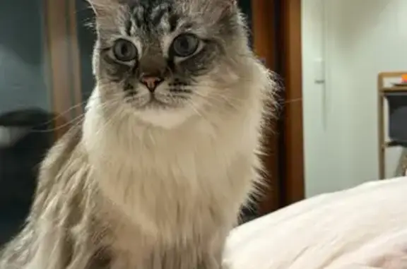 Lost Ragdoll x Himalayan Cat: Indoor Escape on Gold Coast