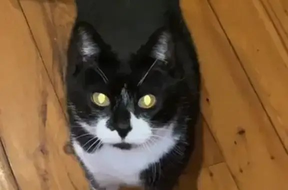 Lost Tuxedo Cat: Black & White Female | Albert St, Lake Macquarie