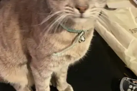 Lost Grey Male Cat: Neutered & Wearing Green Collar
