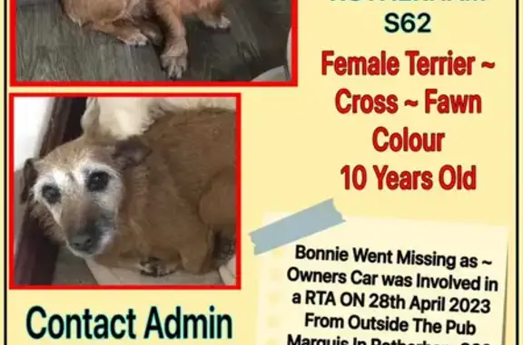 Lost Ginger Red Dog, 10yo | Gray Nose | Rotherham UK