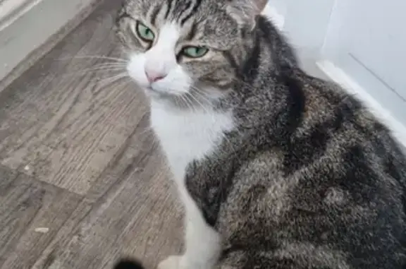 Lost Luna: Female Cat Escaped from Tilehurst Vet