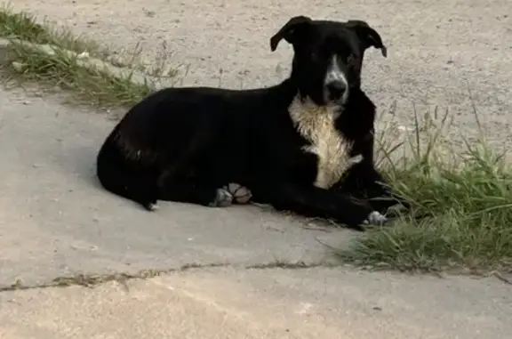 Безпритульний хлопчик шукає люблячу родину: спокійний, дружелюбний і вакцинований