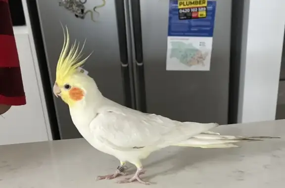 Lost Cockatiel Billy: Green-ringed Male Bird in Fairfield