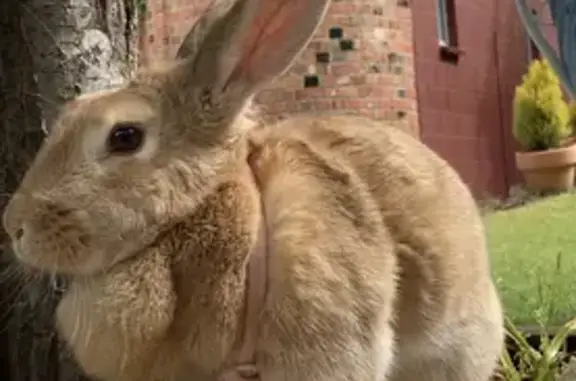 Lost Giant Rabbit: Escaped in Glenorchy